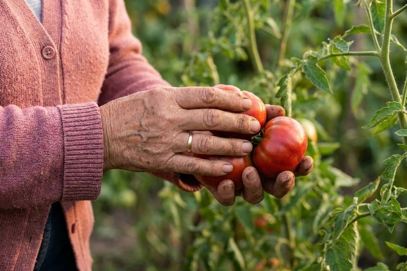Margaret's hands holding just-picked tomatoes